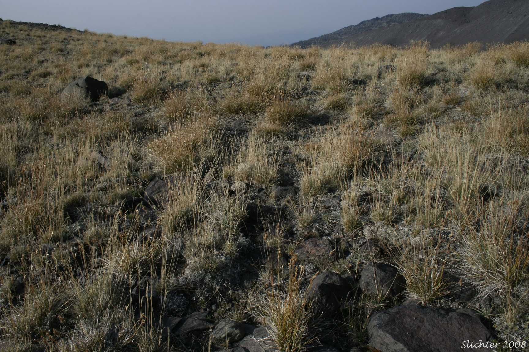 Habitat of Dunhead Sedge, Alpine Hare Sedge: Carex phaeocephala (Synonym: Carex eastwoodiana)
