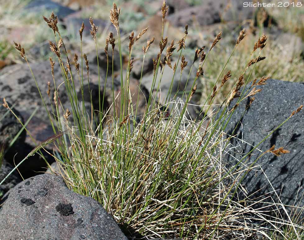 Dunhead Sedge, Alpine Hare Sedge: Carex phaeocephala (Synonym: Carex eastwoodiana)