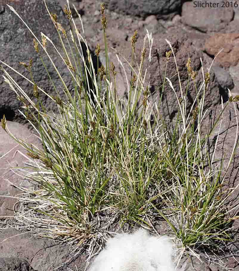 Dunhead Sedge, Alpine Hare Sedge: Carex phaeocephala (Synonym: Carex eastwoodiana)