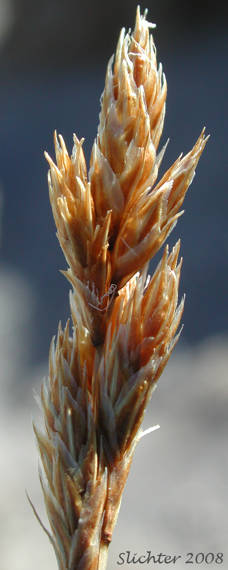 Inflorescence of Dunhead Sedge, Alpine Hare Sedge: Carex phaeocephala (Synonym: Carex eastwoodiana)