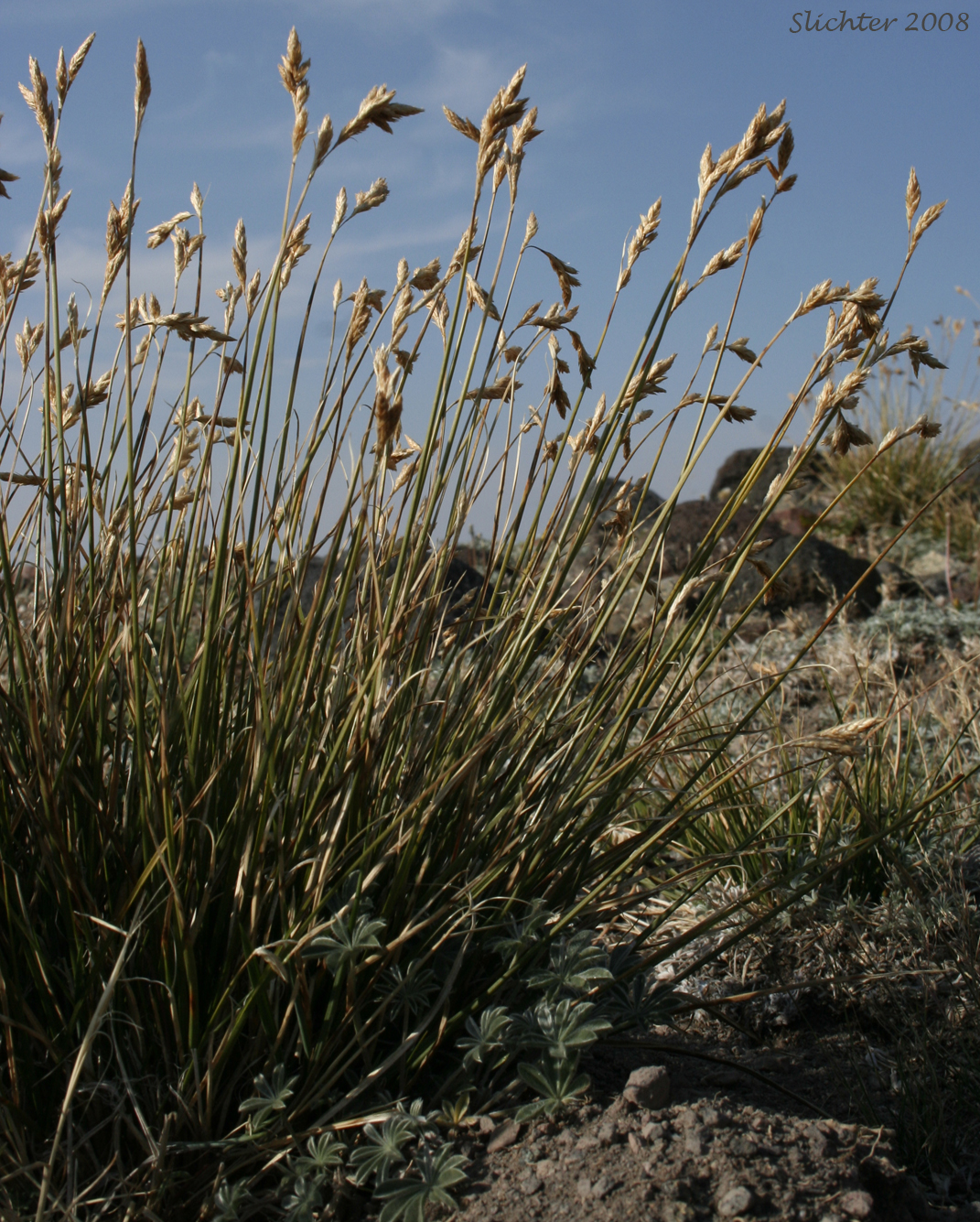 Dunhead Sedge, Alpine Hare Sedge: Carex phaeocephala (Synonym: Carex eastwoodiana)