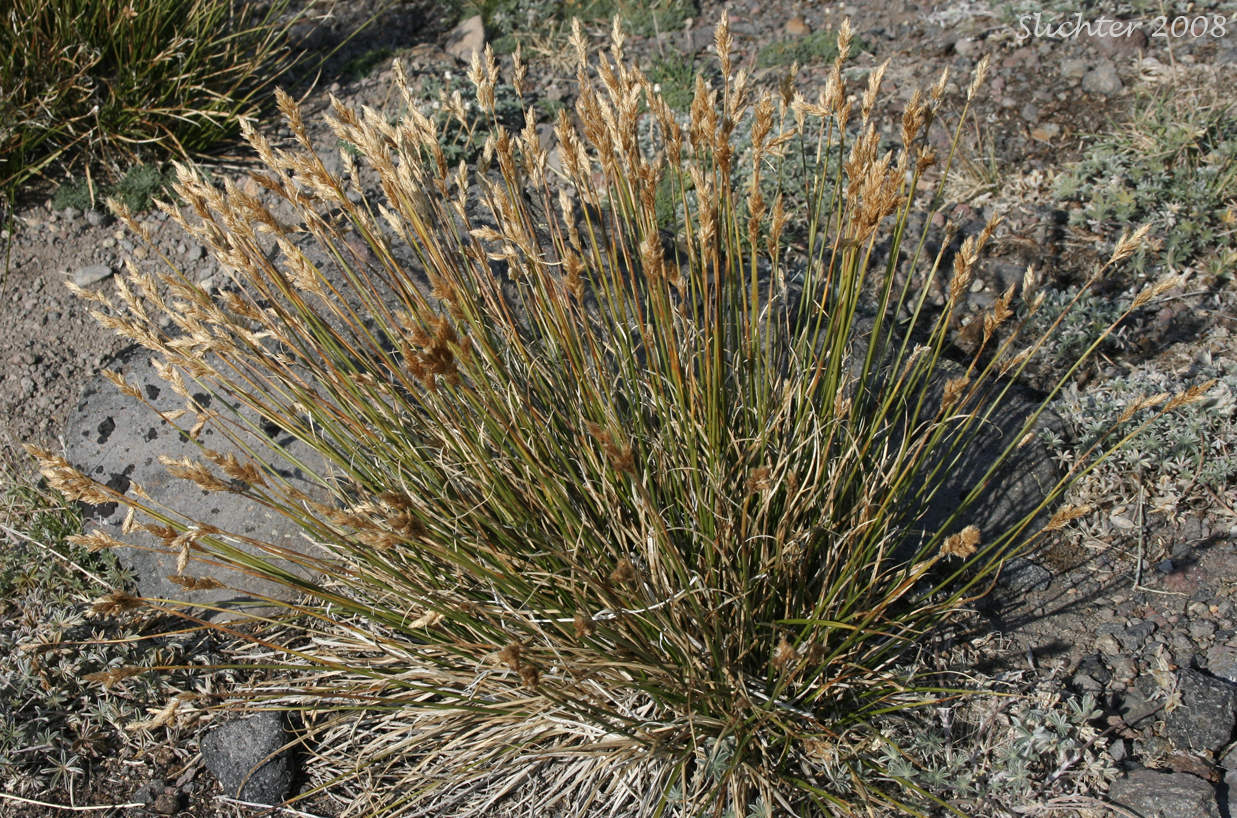 Dunhead Sedge, Alpine Hare Sedge: Carex phaeocephala (Synonym: Carex eastwoodiana)