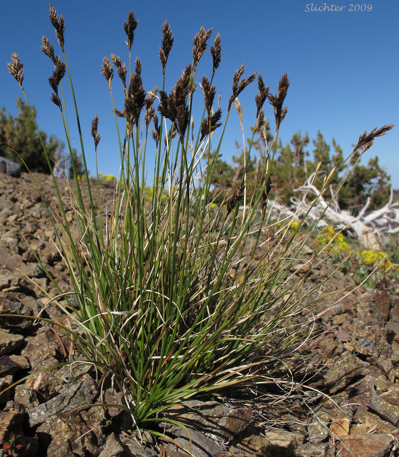 Dunhead SEdge, Alpine Hare Sedge: Carex phaeocephala