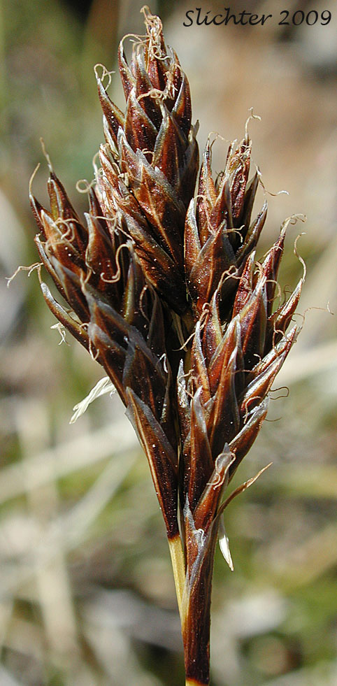 Inflorescence of Dunhead Sedge, Alpine Hare Sedge: Carex phaeocephala
