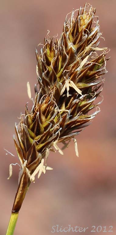 Inflorescence of Dunhead Sedge, Alpine Hare Sedge: Carex phaeocephala (Synonym: Carex eastwoodiana)