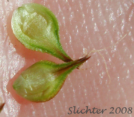 Perigynia of Presl Sedge, Presl's Sedge: Carex preslii