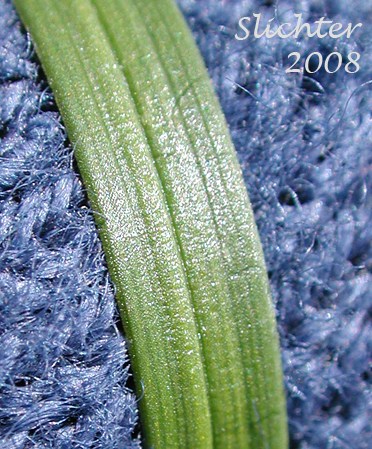 Portion of the flat basal leaf of Presl Sedge, Presl's Sedge: Carex preslii