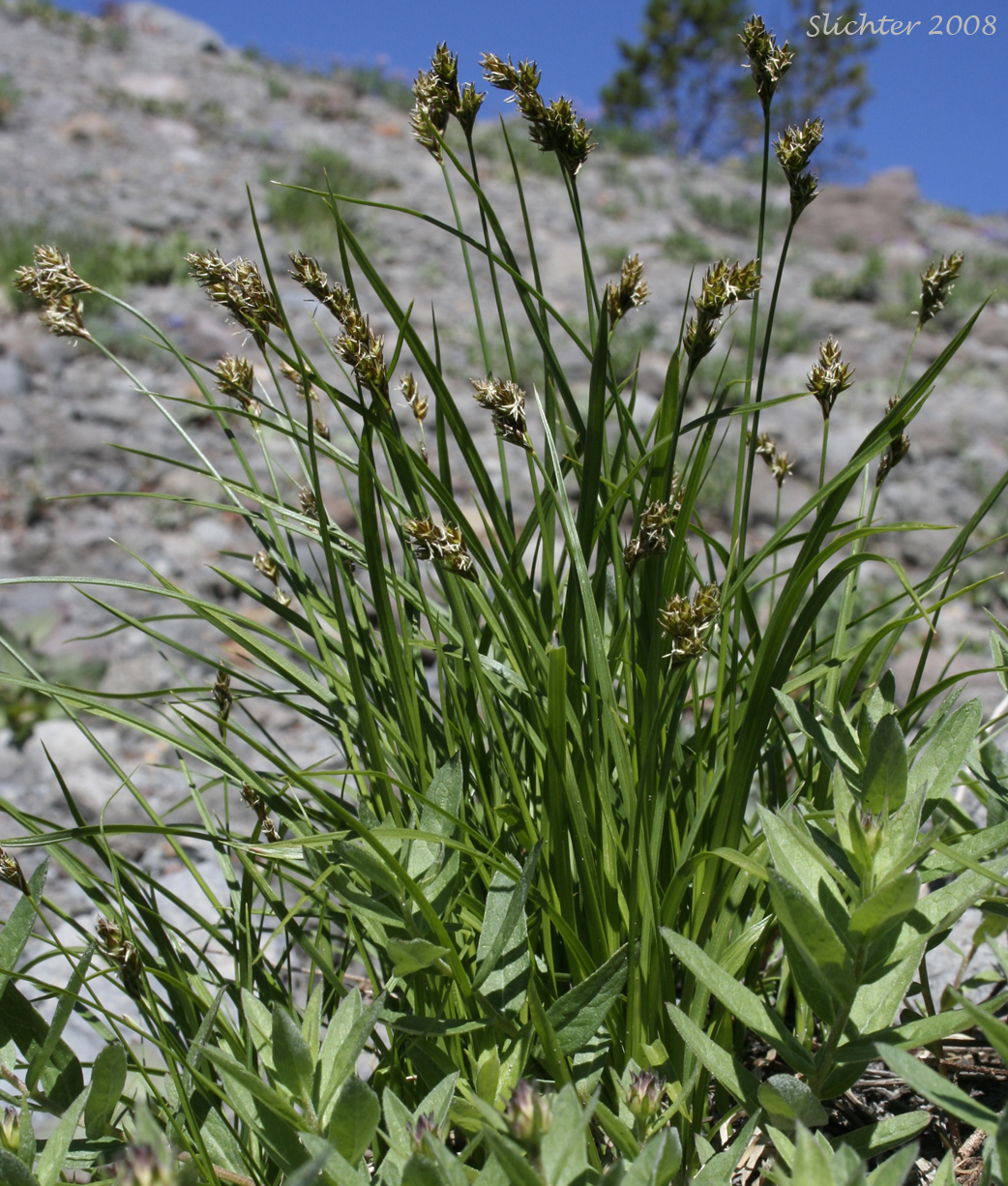 Presl Sedge, Presl's Sedge: Carex preslii