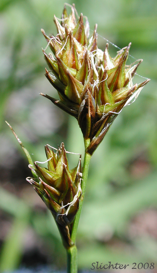 Inflorescence of Presl Sedge, Presl's Sedge: Carex preslii