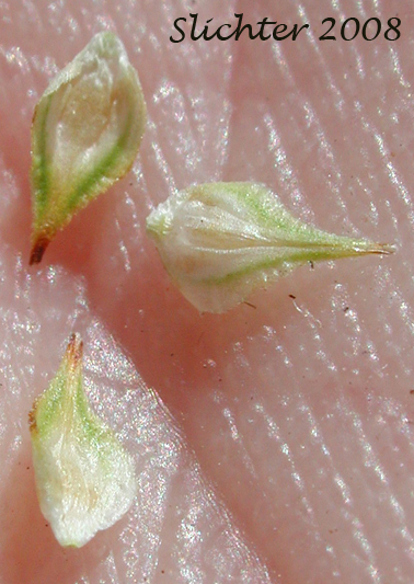 Perigynia of Presl Sedge, Presl's Sedge: Carex preslii