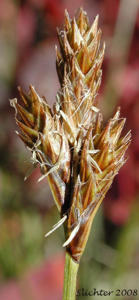 Presl Sedge, Presl's Sedge: Carex preslii