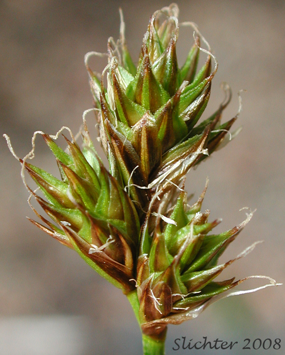 Inflorescence of Presl Sedge, Presl's Sedge: Carex preslii