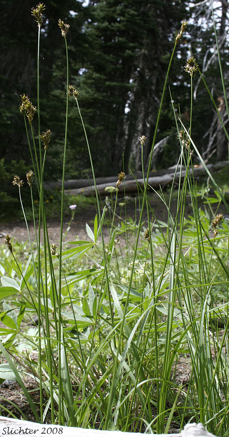 Presl Sedge, Presl's Sedge: Carex preslii