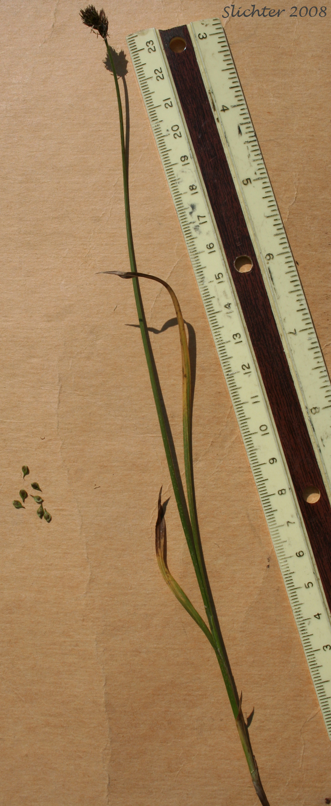 Presl Sedge, Presl's Sedge: Carex preslii