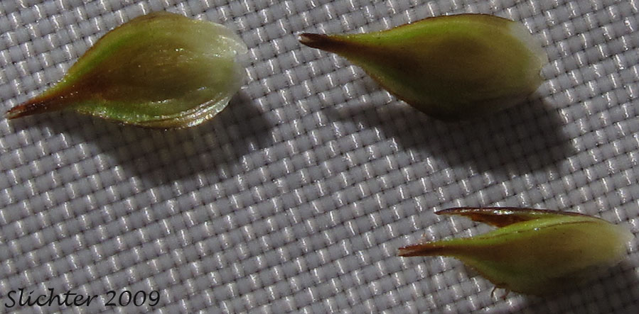 Perigynia of Presl Sedge, Presl's Sedge: Carex preslii
