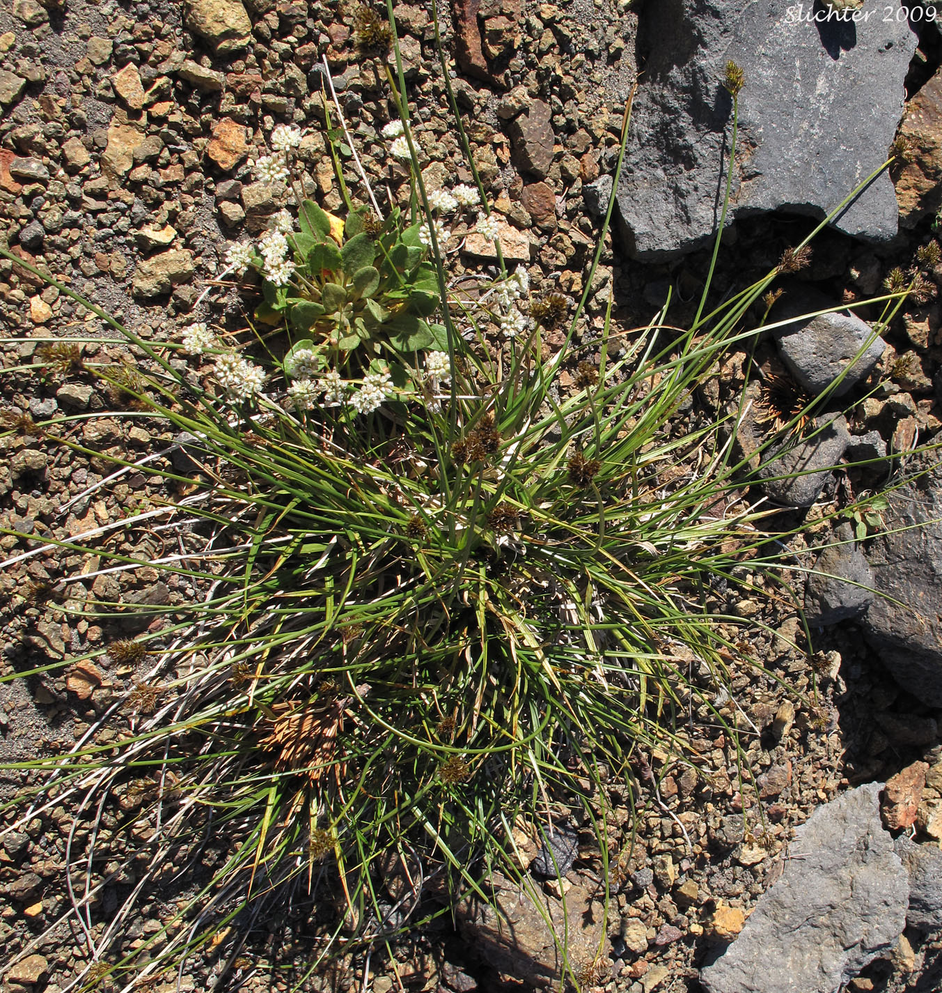 Presl Sedge, Presl's Sedge: Carex preslii