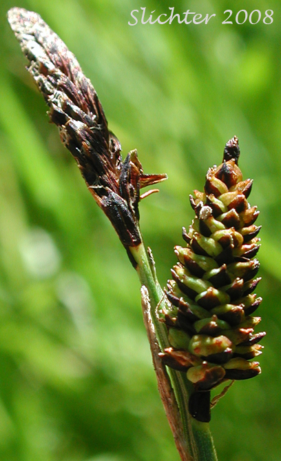 Inflorescence of Raynold's Sedge: Carex raynoldsii (Synonym: Carex lyallii)