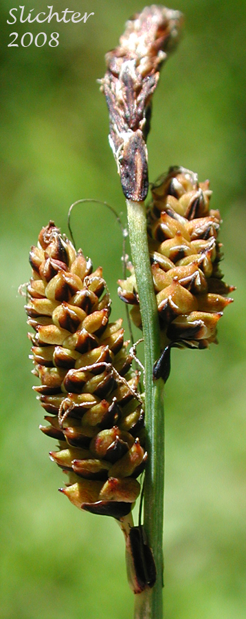 Inflorescence of Raynold's Sedge: Carex raynoldsii (Synonym: Carex lyallii)