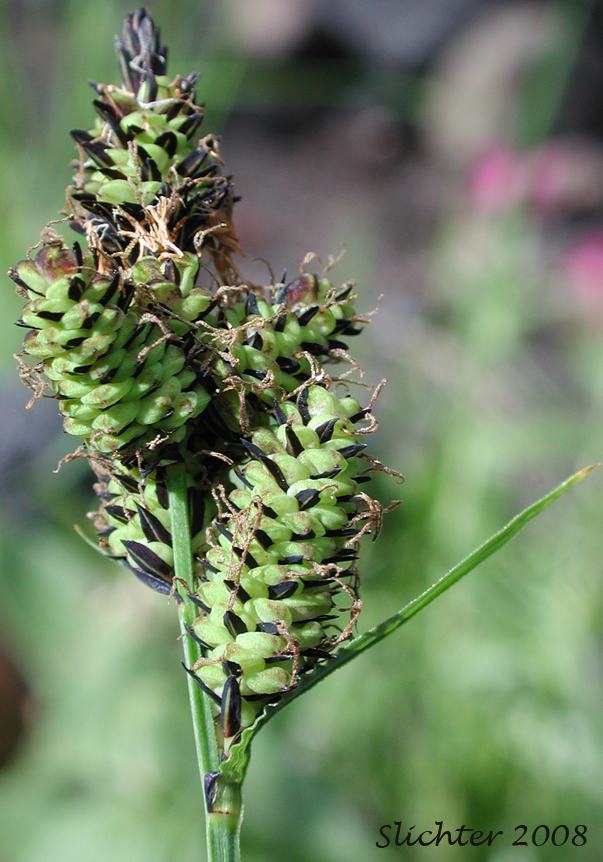 Inflorescence of Raynold's Sedge: Carex raynoldsii (Synonym: Carex lyallii)