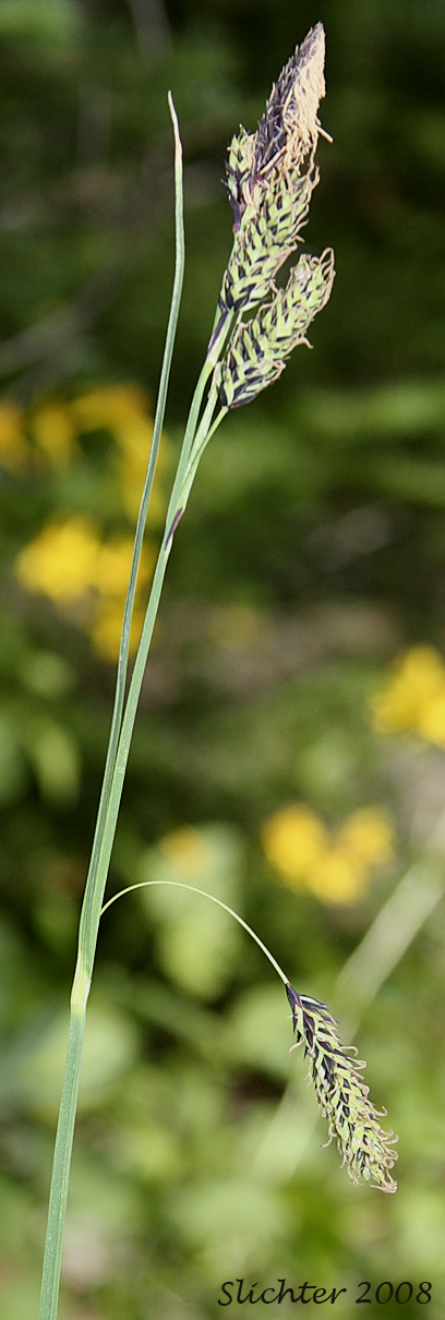 Inflorescence of Raynold's Sedge: Carex raynoldsii (Synonym: Carex lyallii)