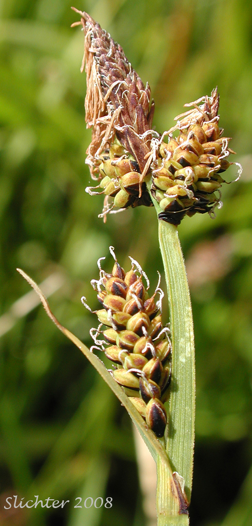 Inflorescence of Raynold's Sedge: Carex raynoldsii (Synonym: Carex lyallii)