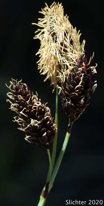 Inflorescence of Rocky Mountain Sedge, Mountain Sedge, Sierra Alpine Sedge: Carex scopulorum var. bracteosa (Synonyms: Carex campylocarpa, Carex campylocarpa ssp. affinis, Carex gymnoclada)