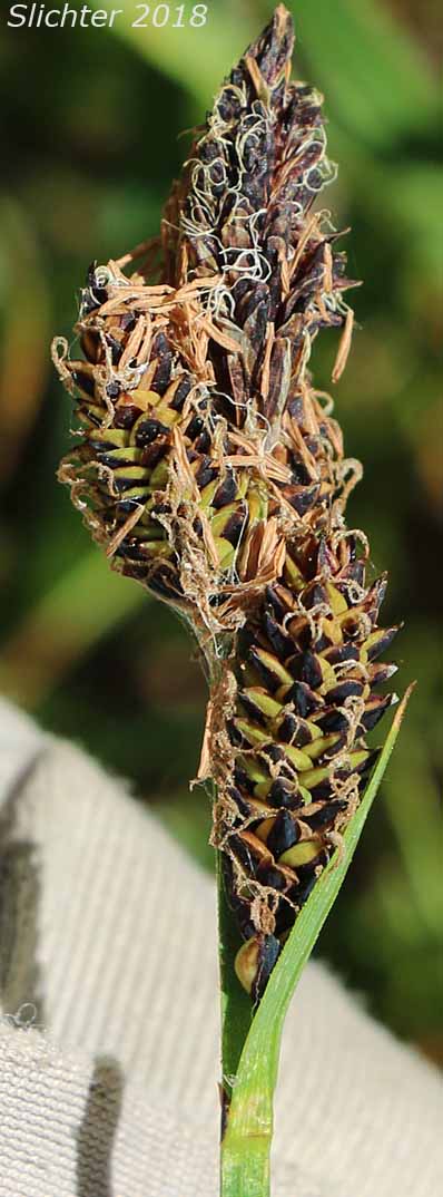 Rocky Mountain Sedge, Mountain Sedge, Sierra Alpine Sedge: Carex scopulorum var. bracteosa (Synonyms: Carex campylocarpa, Carex campylocarpa ssp. affinis, Carex gymnoclada)