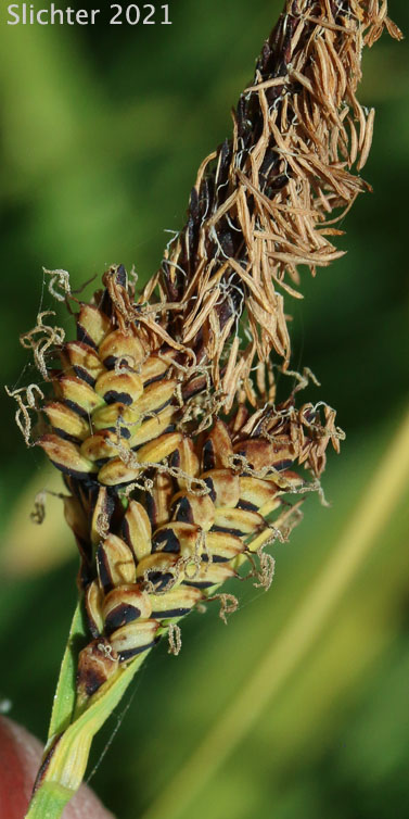 Inflorescence of Rocky Mountain Sedge, Mountain Sedge, Sierra Alpine Sedge: Carex scopulorum var. bracteosa (Synonyms: Carex campylocarpa, Carex campylocarpa ssp. affinis, Carex gymnoclada)