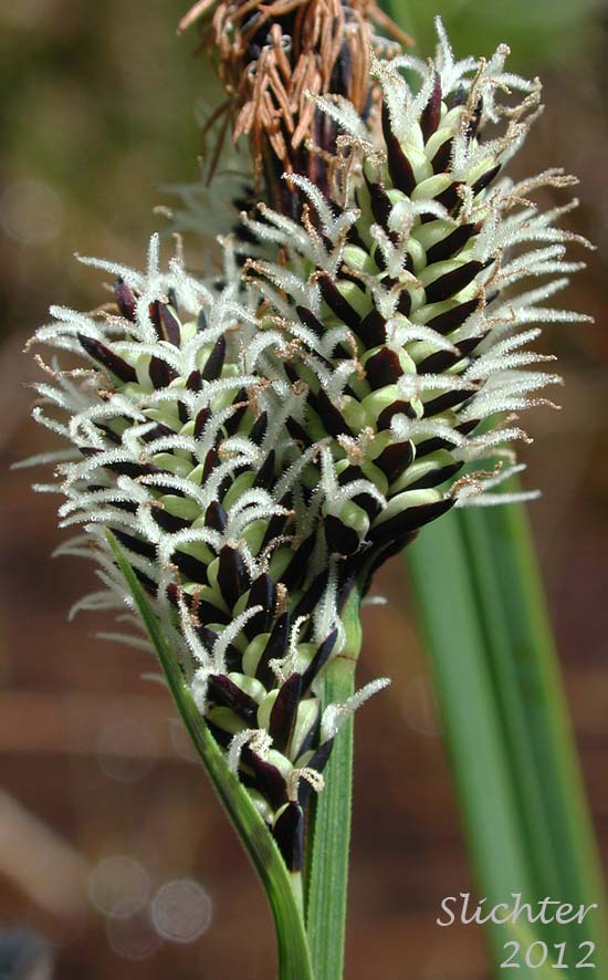 Close-up of the female spikes of Rocky Mountain Sedge, Mountain Sedge, Sierra Alpine Sedge: Carex scopulorum var. bracteosa (Synonyms: Carex campylocarpa, Carex campylocarpa ssp. affinis, Carex gymnoclada)