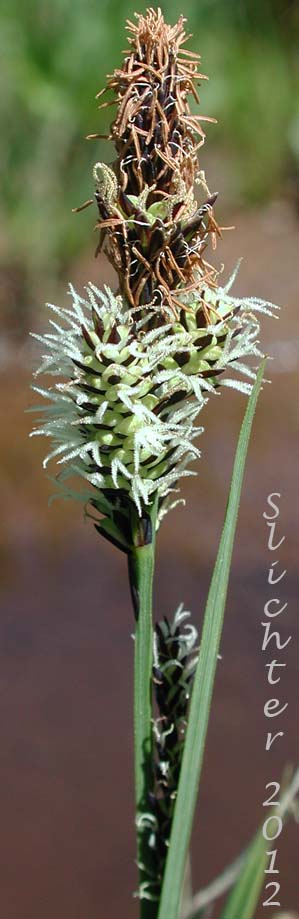 Inflorescence of Rocky Mountain Sedge, Mountain Sedge, Sierra Alpine Sedge: Carex scopulorum var. bracteosa (Synonyms: Carex campylocarpa, Carex campylocarpa ssp. affinis, Carex gymnoclada)