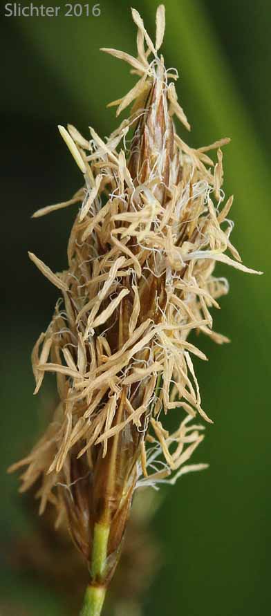 Male inflorescence of Analogue Sedge, Short-beak Sedge, Shortbeaked Sedge: Carex simulata