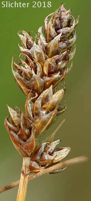 Dried inflorescence of Analogue Sedge, Short-beak Sedge, Shortbeaked Sedge: Carex simulata