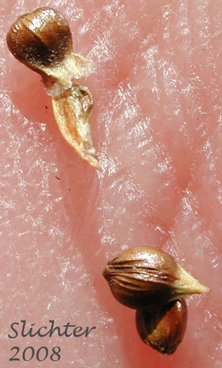 Perigynia of Analogue Sedge, Short-beak Sedge, Shortbeaked Sedge: Carex simulata