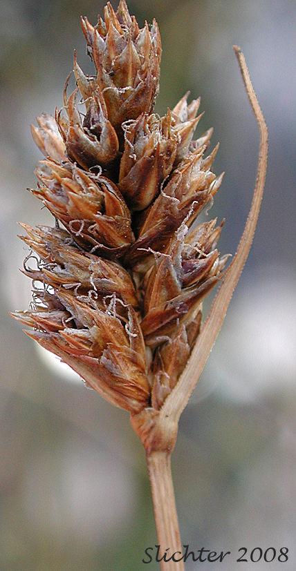 Analogue Sedge, Short-beak Sedge, Shortbeaked Sedge: Carex simulata