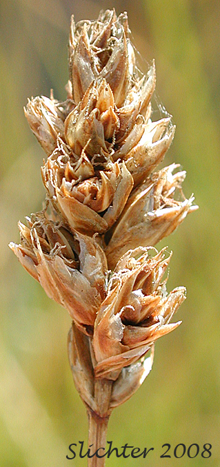 Analogue Sedge, Short-beak Sedge, Shortbeaked Sedge: Carex simulata