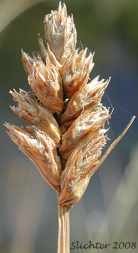 Mature inflorescence of Analogue Sedge, Short-beak Sedge, Shortbeaked Sedge: Carex simulata