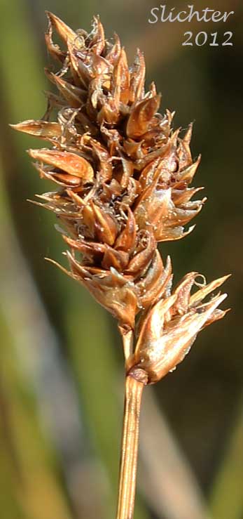 Drying inflorescence of Analogue Sedge, Short-beak Sedge, Shortbeaked Sedge: Carex simulata