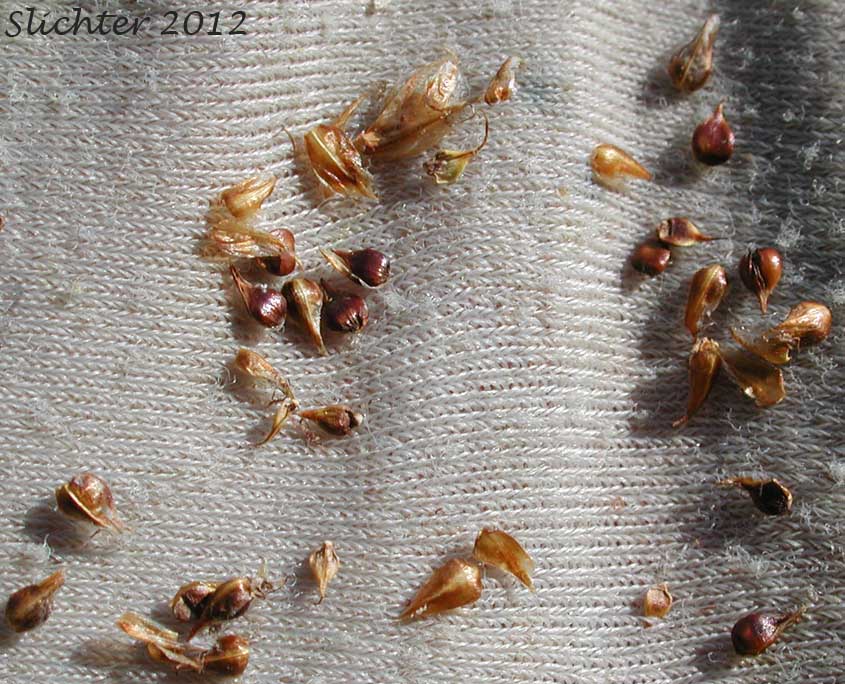 Perigynia and pistillate scales of Analogue Sedge, Short-beak Sedge, Shortbeaked Sedge: Carex simulata
