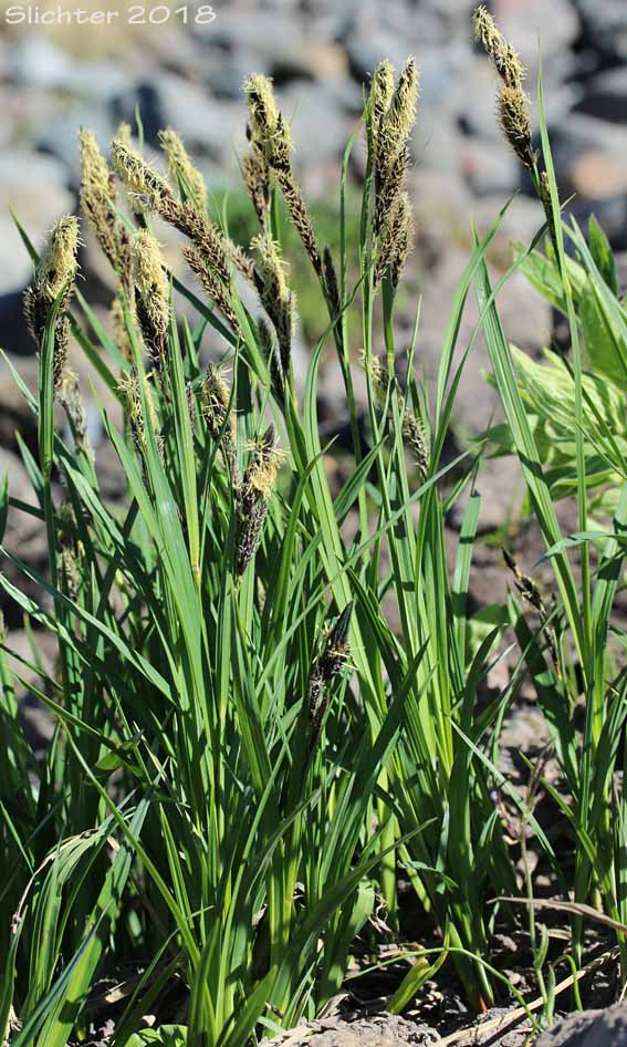 Showy Sedge: Carex spectabilis (Synonyms: Carex invisa, Carex nigella, Carex spectabilis var. superba, Carex tolmiei, Carex tolmiei var. invisa)