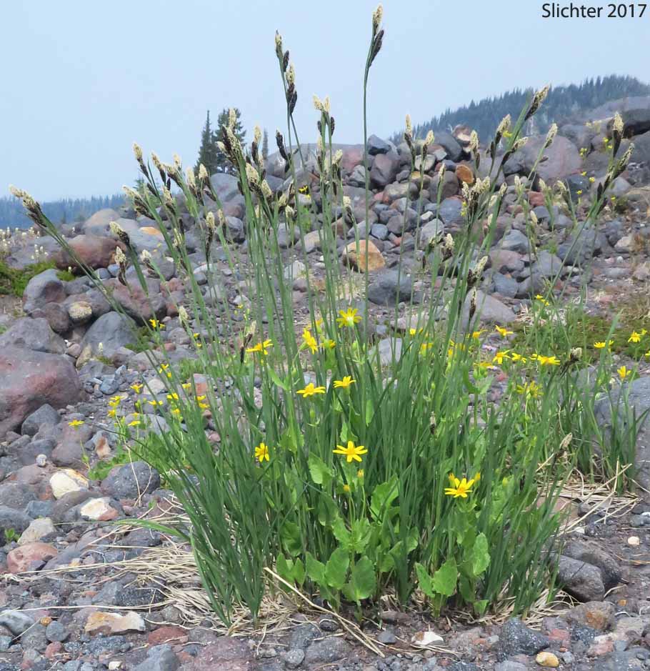 Showy Sedge: Carex spectabilis (Synonyms: Carex invisa, Carex nigella, Carex spectabilis var. superba, Carex tolmiei, Carex tolmiei var. invisa)