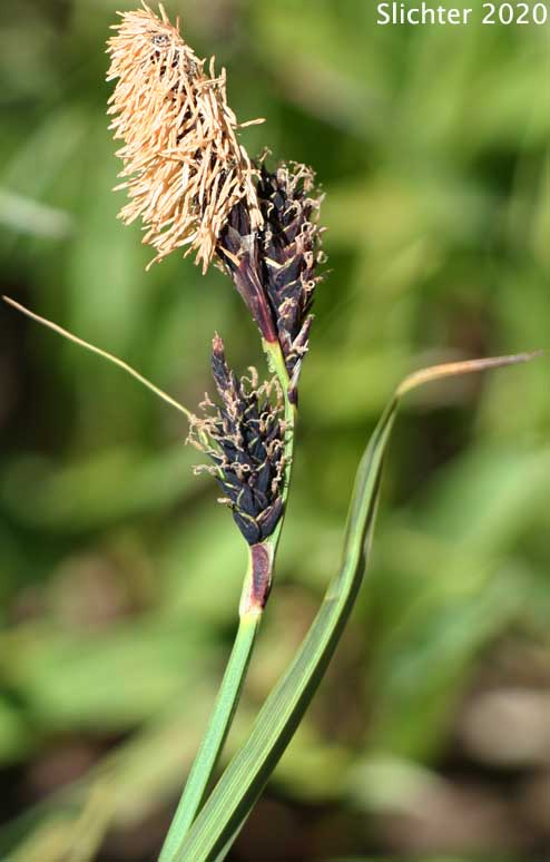 Inflorescence of Showy Sedge: Carex spectabilis (Synonyms: Carex invisa, Carex nigella, Carex spectabilis var. superba, Carex tolmiei, Carex tolmiei var. invisa)