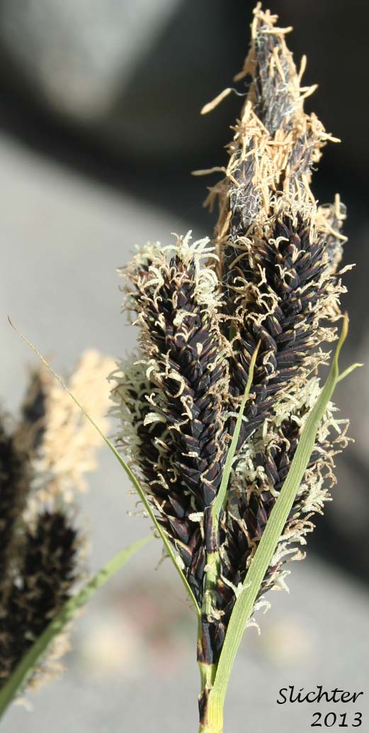 Inflorescence of Showy Sedge: Carex spectabilis (Synonyms: Carex invisa, Carex nigella, Carex spectabilis var. superba, Carex tolmiei, Carex tolmiei var. invisa)