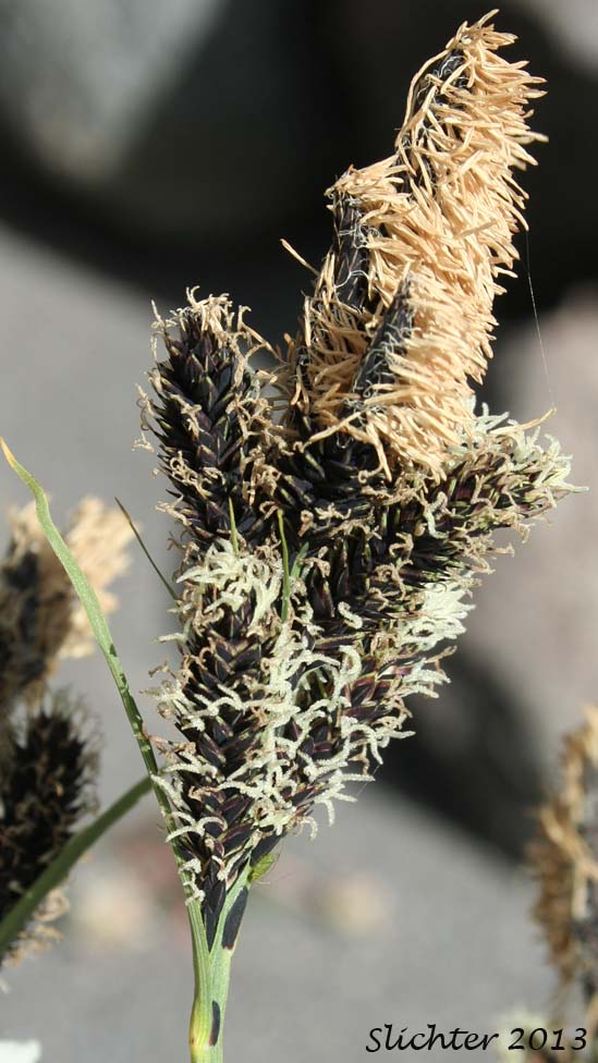Inflorescence of Showy Sedge: Carex spectabilis (Synonyms: Carex invisa, Carex nigella, Carex spectabilis var. superba, Carex tolmiei, Carex tolmiei var. invisa)