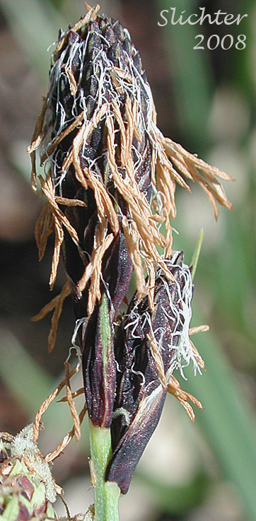 Terminal male spike of Showy Sedge: Carex spectabilis (Synonyms: Carex invisa, Carex nigella, Carex spectabilis var. superba, Carex tolmiei, Carex tolmiei var. invisa)