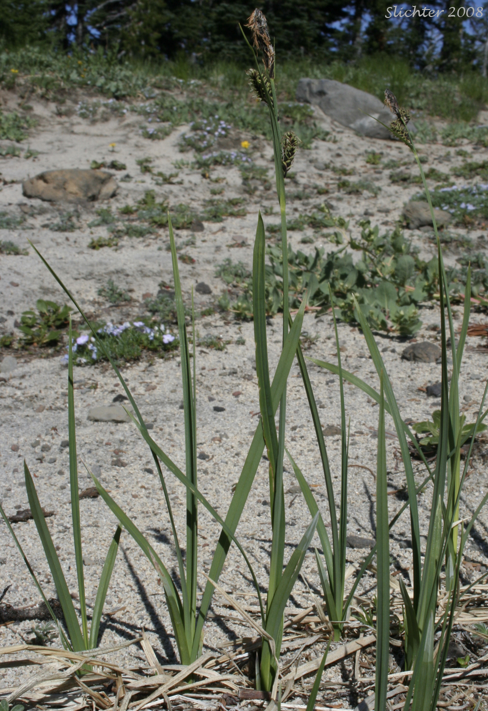 Habitat photo of showy sedge: Carex spectabilis