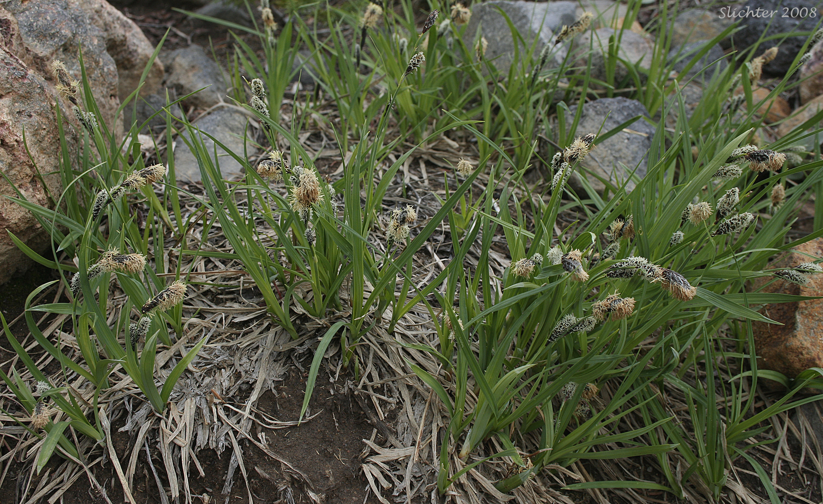 Showy Sedge: Carex spectabilis