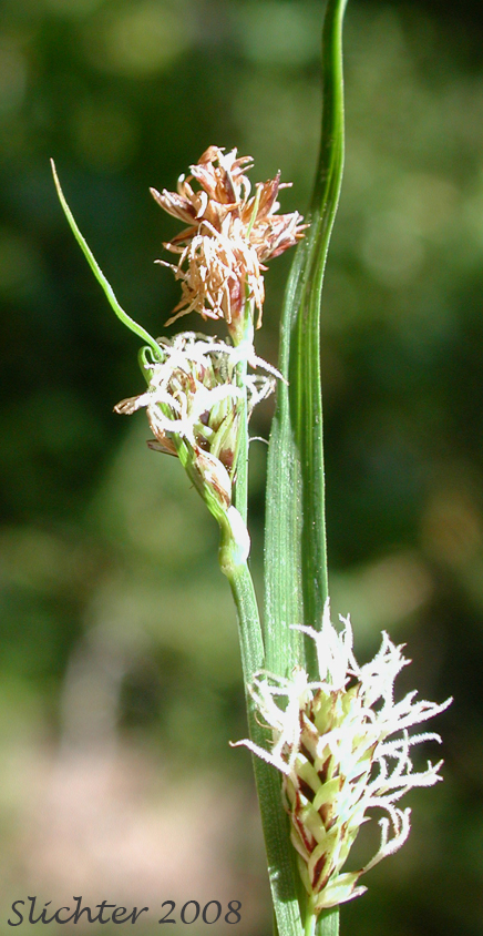 Inflorescence of Showy Sedge: Carex spectabilis (Synonyms: Carex invisa, Carex nigella, Carex spectabilis var. superba, Carex tolmiei, Carex tolmiei var. invisa)