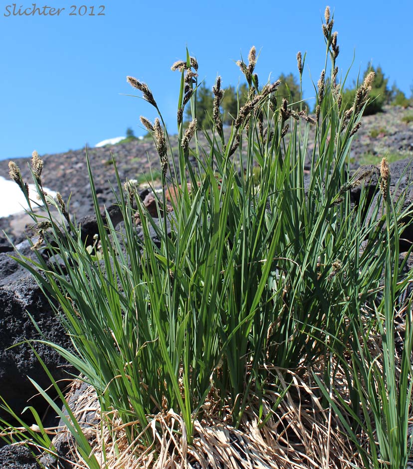 Showy Sedge: Carex spectabilis (Synonyms: Carex invisa, Carex nigella, Carex spectabilis var. superba, Carex tolmiei, Carex tolmiei var. invisa)