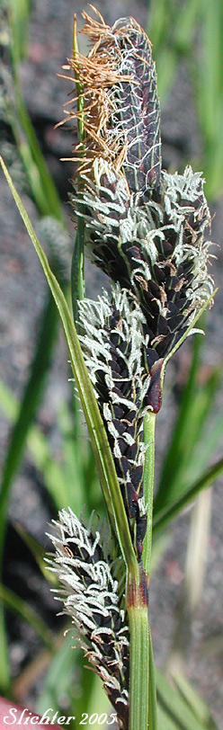 Inflorescence of Showy Sedge: Carex spectabilis (Synonyms: Carex invisa, Carex nigella, Carex spectabilis var. superba, Carex tolmiei, Carex tolmiei var. invisa)