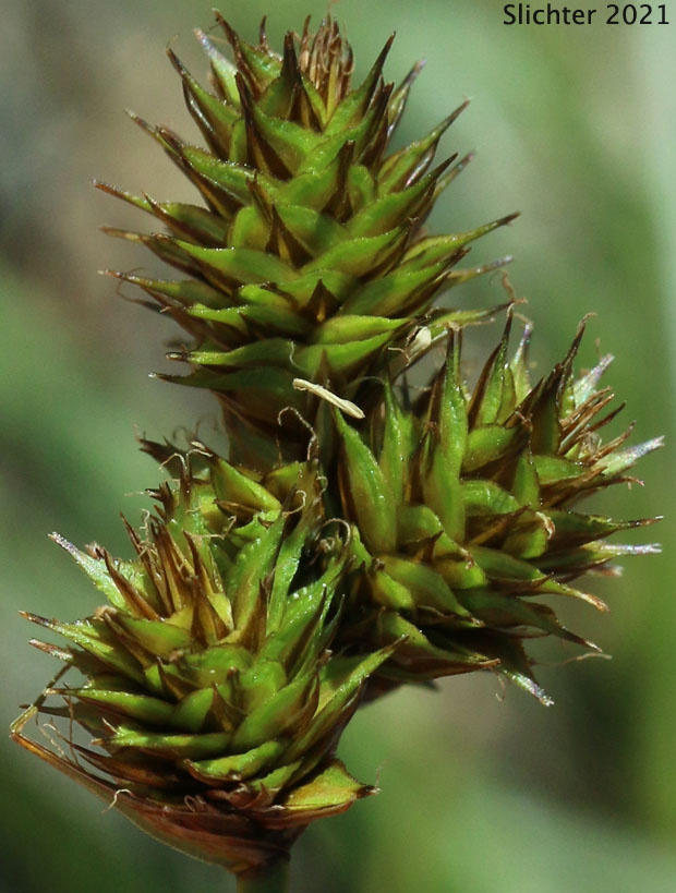 Inflorescence of Mt. Shasta Sedge, Shasta Sedge: Carex straminiformis